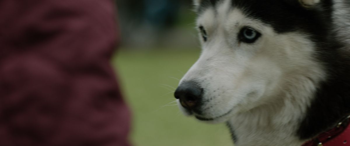 Crítica de "Perros del viento", regreso a las raíces con Luis Machín