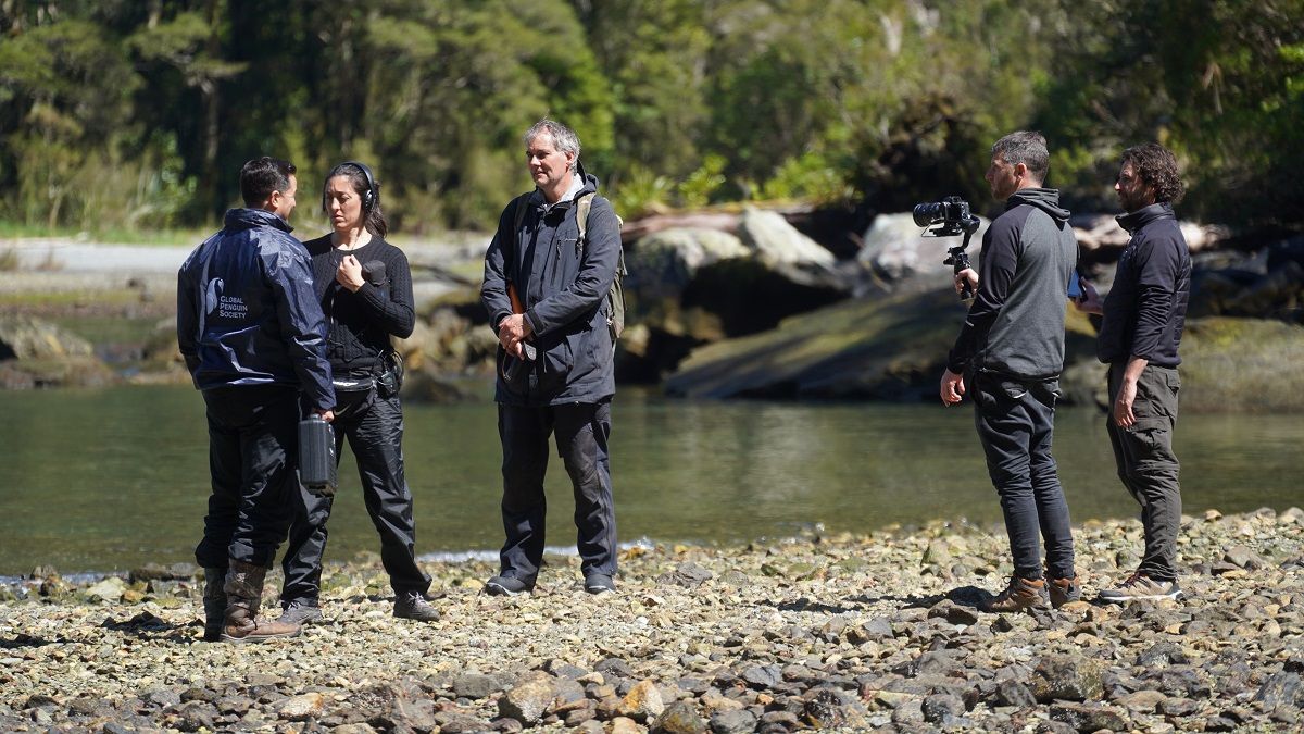 Filman el documental "Pingüinos en Nueva Zelanda"