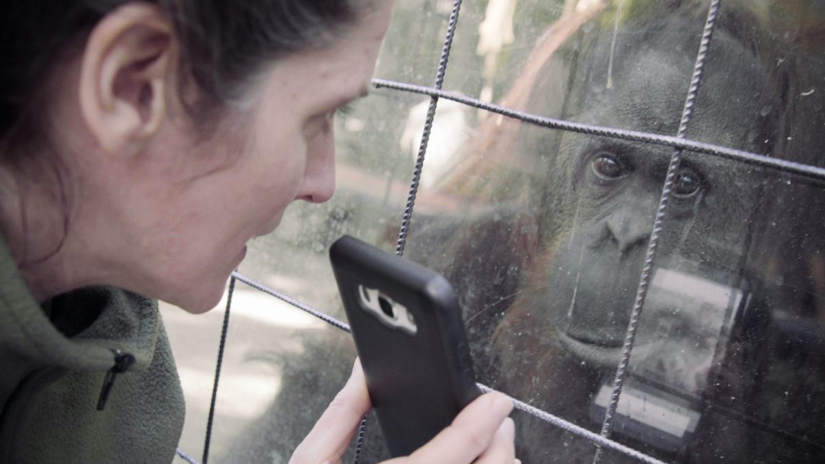 Crítica de "Zoofobia", una película sobre los zoológicos de Pablo Chehebar y Nicolás Iacouzzi