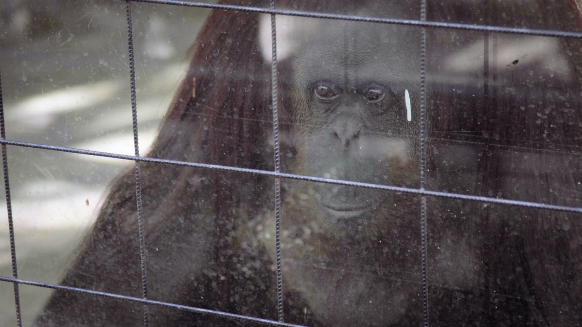 Crítica de "Zoofobia", una película sobre los zoológicos de Pablo Chehebar y Nicolás Iacouzzi