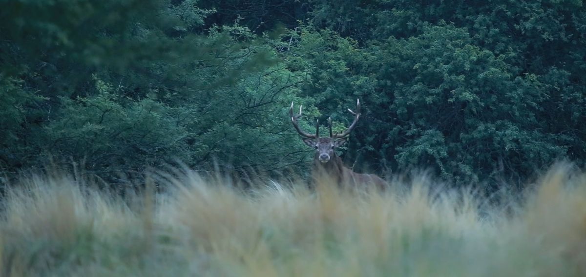 Toda la programación del 10 FIDBA