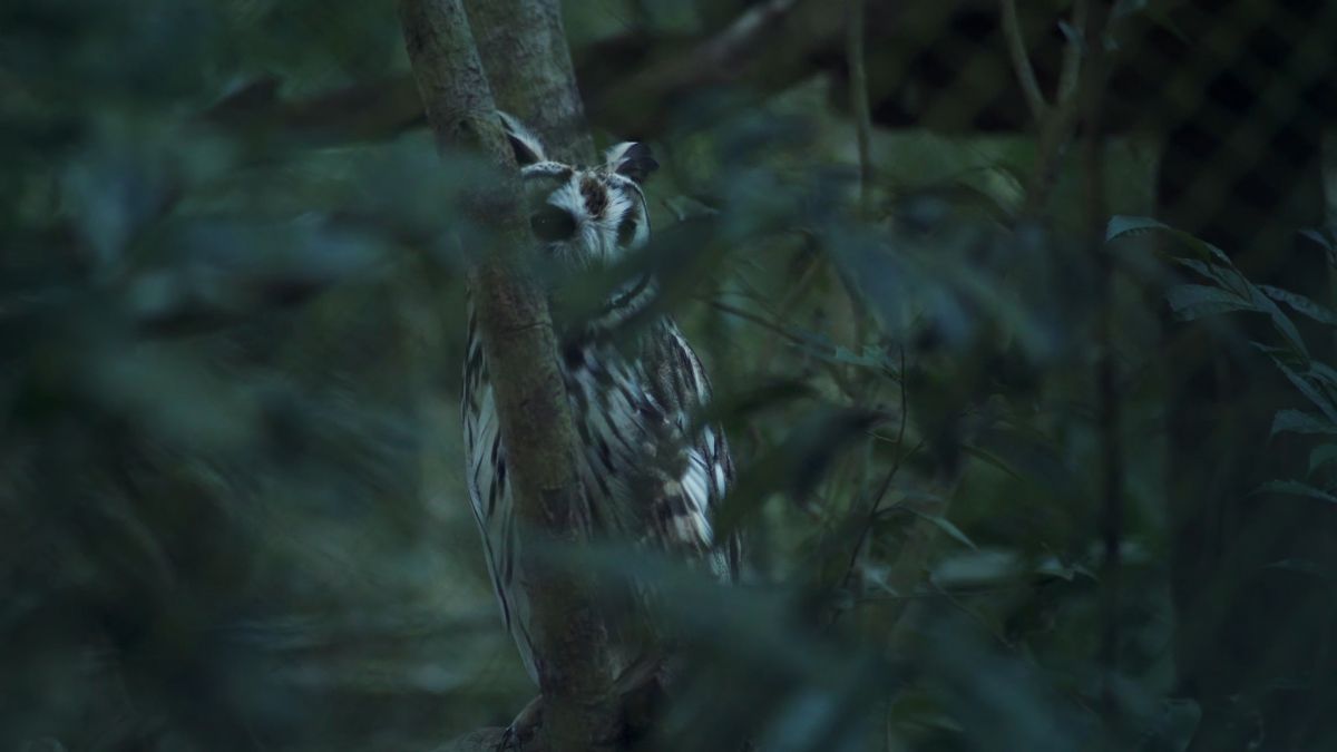 Crítica de "¿Qué hago en este mundo tan visual?", Manuel Embalse y un ensayo sobre la ceguera 