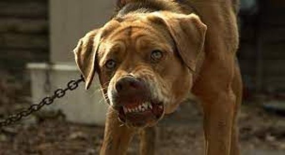 Crítica de “Dios Blanco”, una fábula húngara con apocalipsis canino