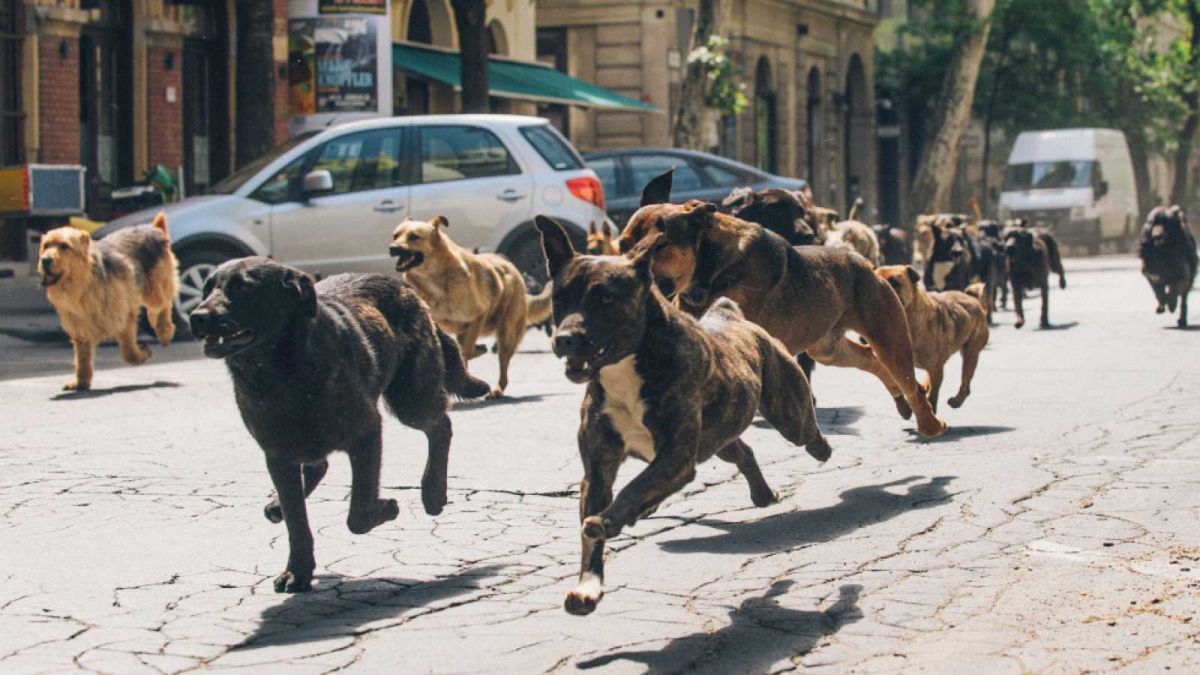 Crítica de “Dios Blanco”, una fábula húngara con apocalipsis canino