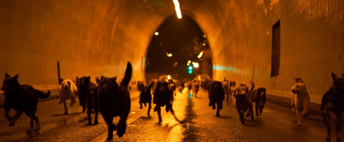 Crítica de “Dios Blanco”, una fábula húngara con apocalipsis canino