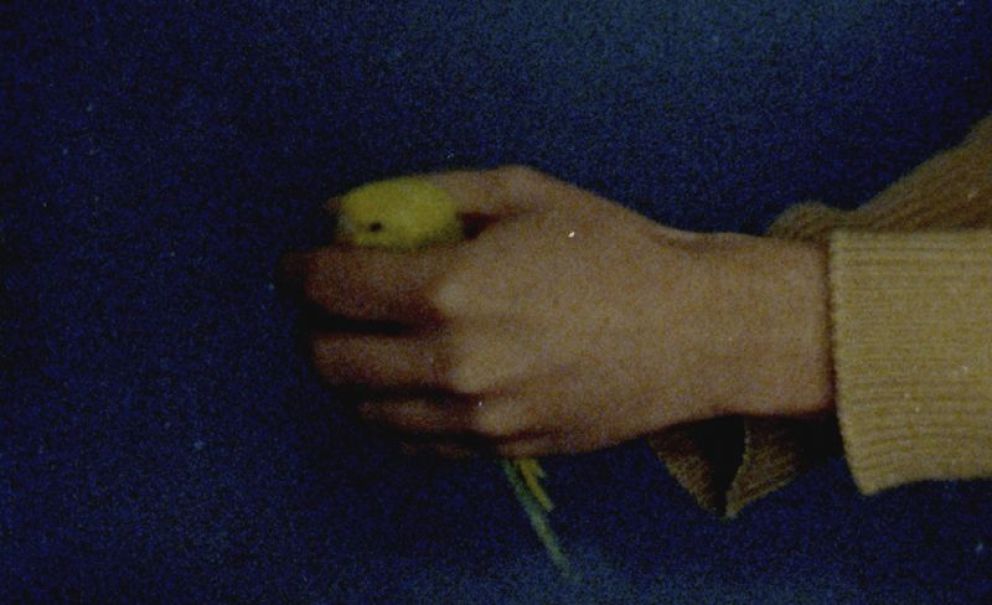 Toda la programación de la 10 Semana del Cine Portugués en Buenos Aires