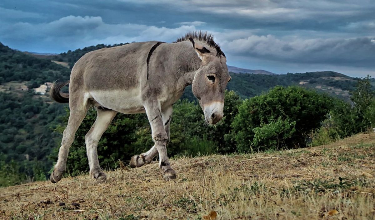 Crítica de “EO”, la experimental película del burro nominada al Oscar