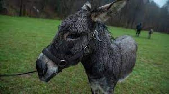 Crítica de “EO”, la experimental película del burro nominada al Oscar
