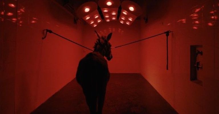 Crítica de “EO”, la experimental película del burro nominada al Oscar
