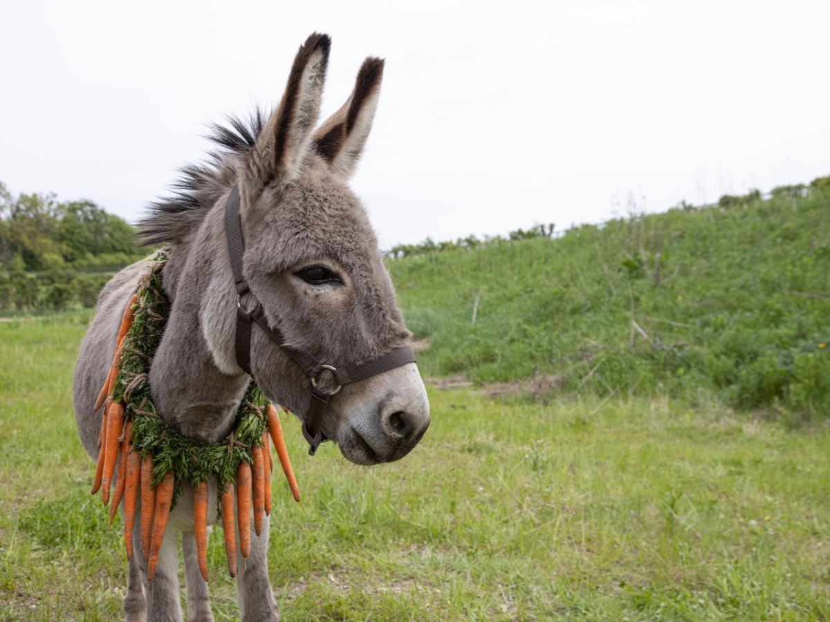 Crítica de “EO”, la experimental película del burro nominada al Oscar