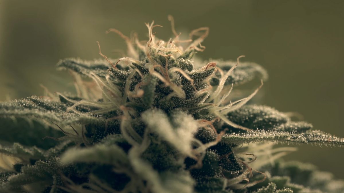 Contar presenta la muestra especial "Cine & Cannabis"