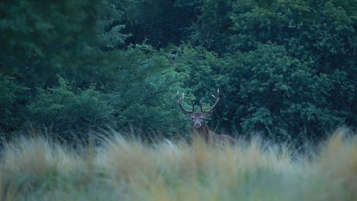 Crítica de "La espera", Ingrid Valencic y Celeste Contratti retratan la rutina solitaria de un cazador